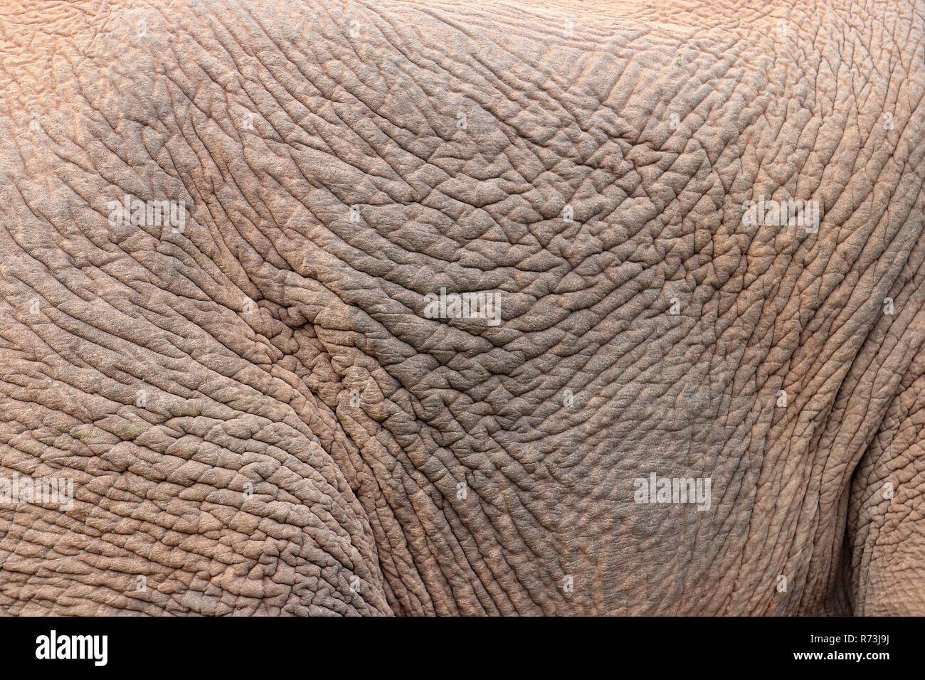 Elefante africano, pelle, Kariega Game Reserve, Western Cape, Sud Africa Africa (Loxodonta africana) Foto Stock