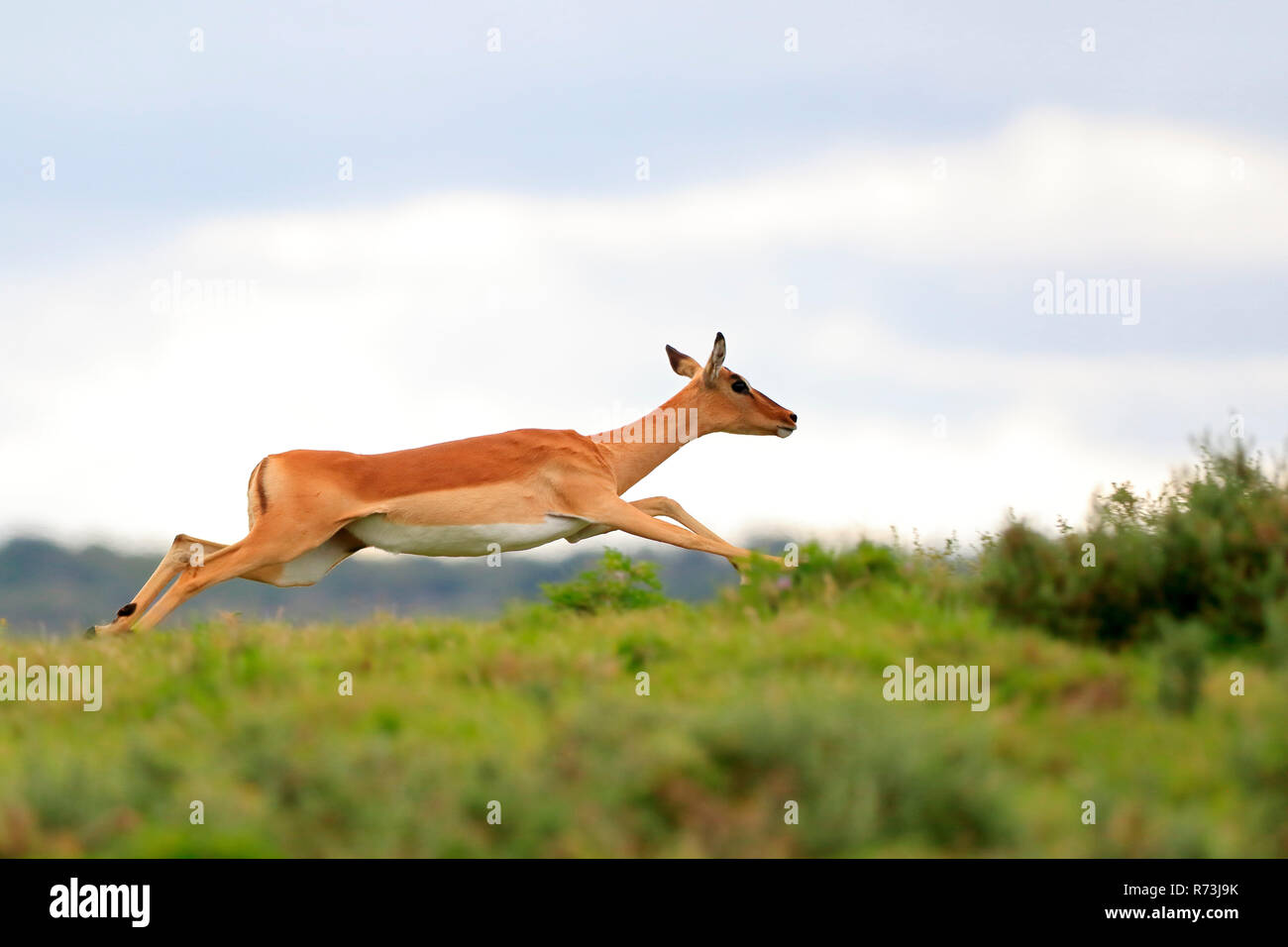 Impala, Kariega Game Reserve, Western Cape, Sud Africa Africa (Aepyceros melampus) Foto Stock