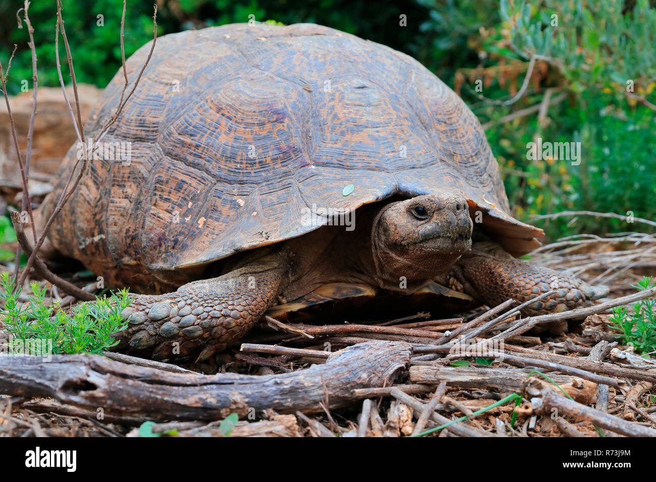 Angolare tartaruga, Kariega Game Reserve, Western Cape, Sud Africa Africa (Chersina angulata) Foto Stock