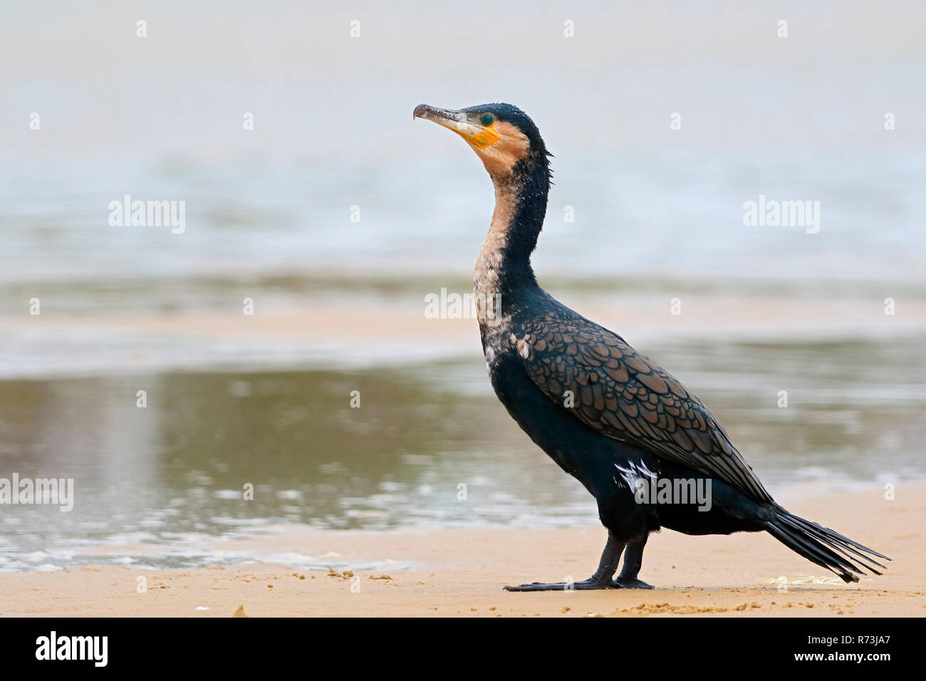 Bianco-breasted cormorano, Kariega Game Reserve, Western Cape, Sud Africa e Africa (Phalacrocorax lucidus) Foto Stock