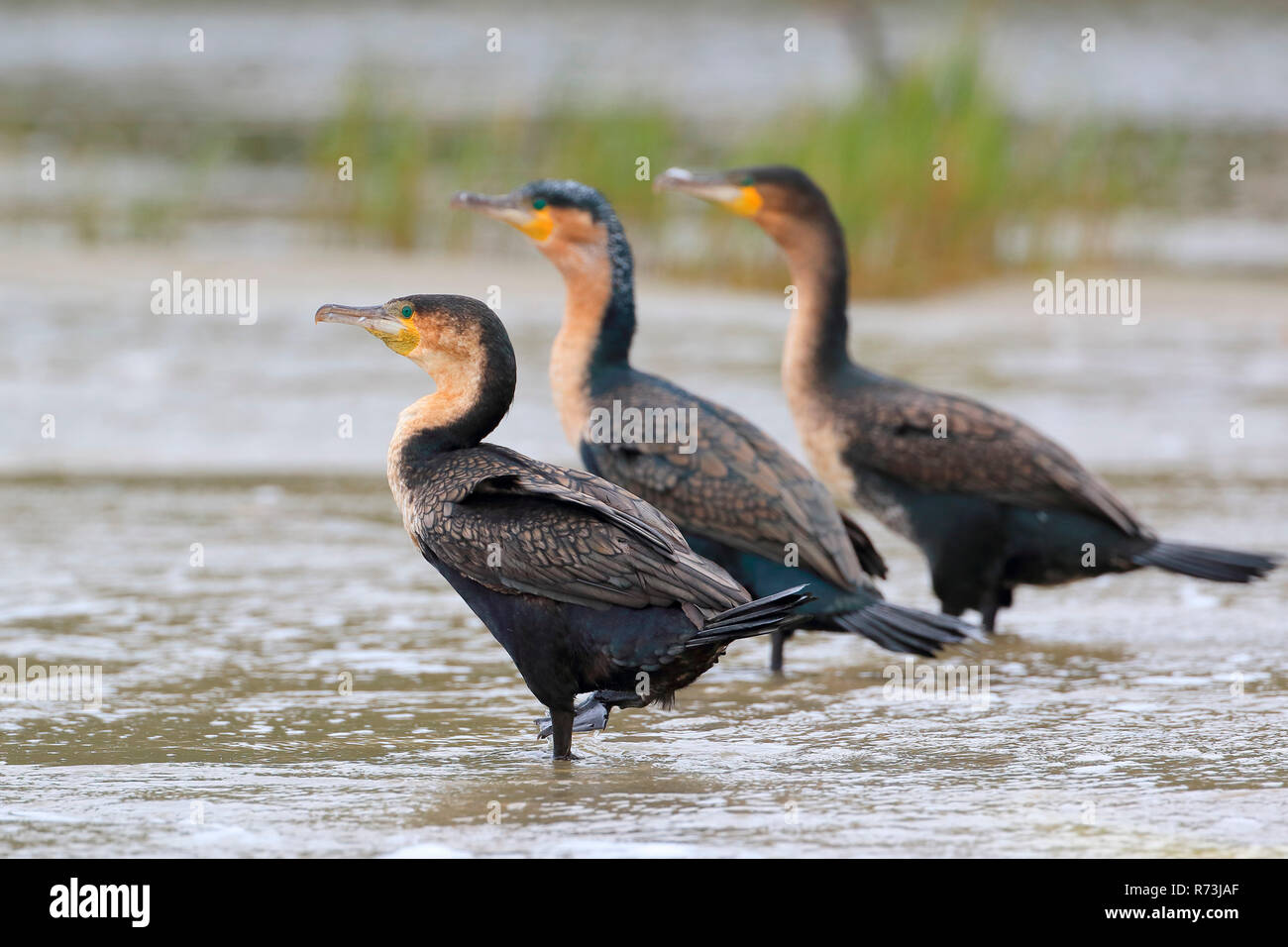 Bianco-breasted cormorani, Kariega Game Reserve, Western Cape, Sud Africa e Africa (Phalacrocorax lucidus) Foto Stock