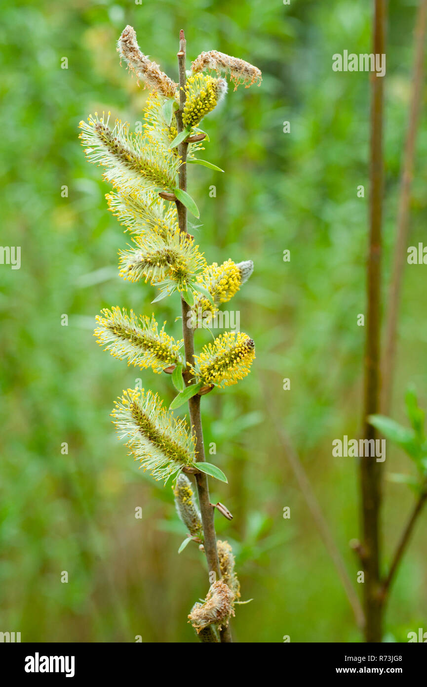 Infiorescenza maschile, Willow, (Salix spec.), bosco ceduo a rotazione rapida, Schwedt, nel Land di Brandeburgo, in Germania Foto Stock
