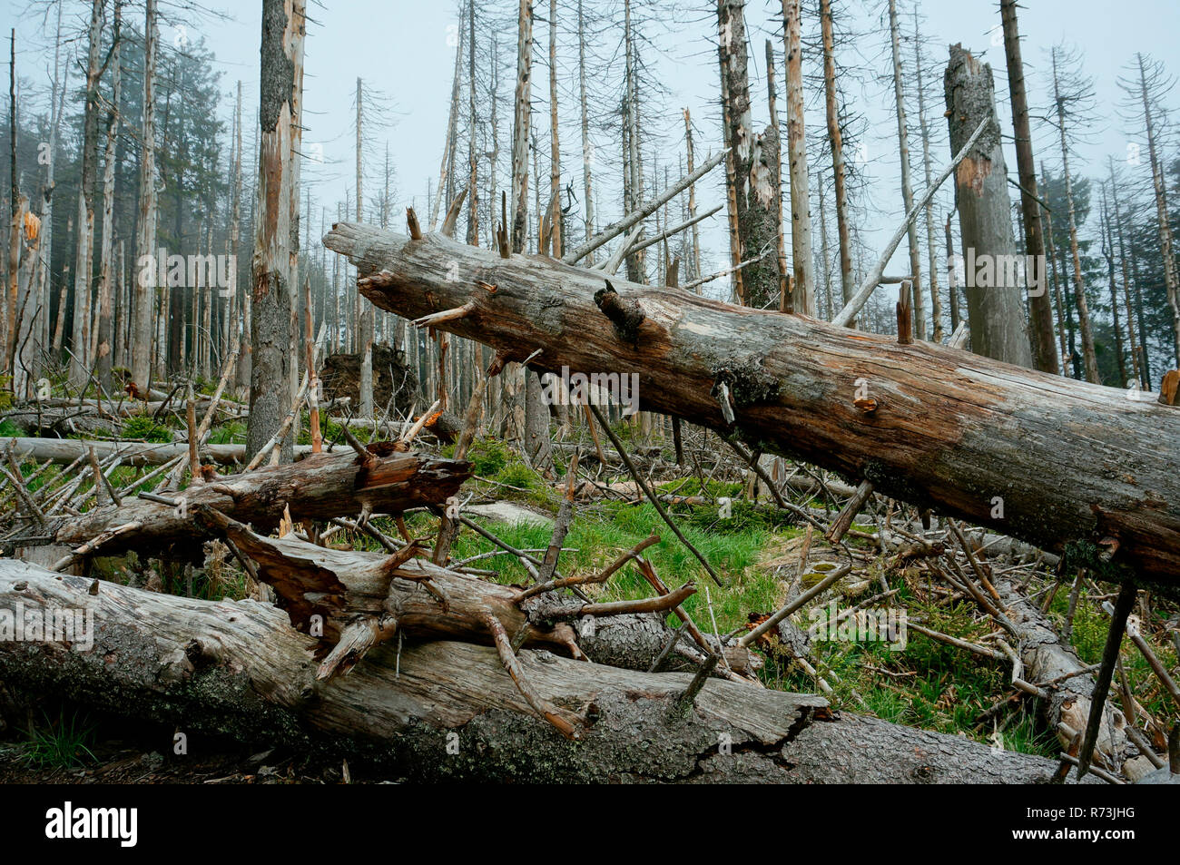 Gli alberi morti, l'Abete (Picea abies), calamità, Parco Nazionale di Harz e Brocken, Sassonia-Anhalt, Germania Foto Stock