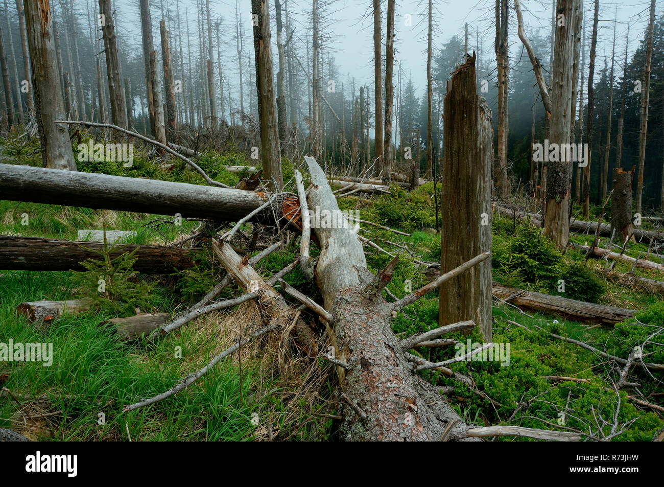 Gli alberi morti, l'Abete (Picea abies), calamità, Parco Nazionale di Harz e Brocken, Schierke, Sassonia-Anhalt, Germania Foto Stock