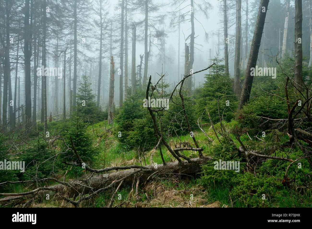 Legno morto, l'Abete (Picea abies), la rigenerazione naturale, parco Nazionale di Harz e Brocken, Schierke, Sassonia-Anhalt, Germania Foto Stock