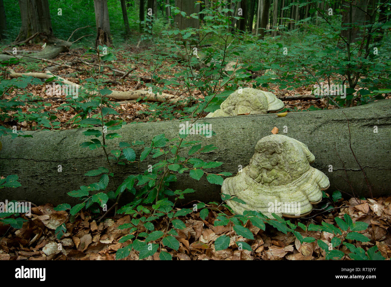 Tinder fungo (Fomes fomentarius), sul faggio (Fagus sylvatica), riserva Gahroer Buchheide, Lusazia, Crinitz, Brandeburgo, Germania Foto Stock