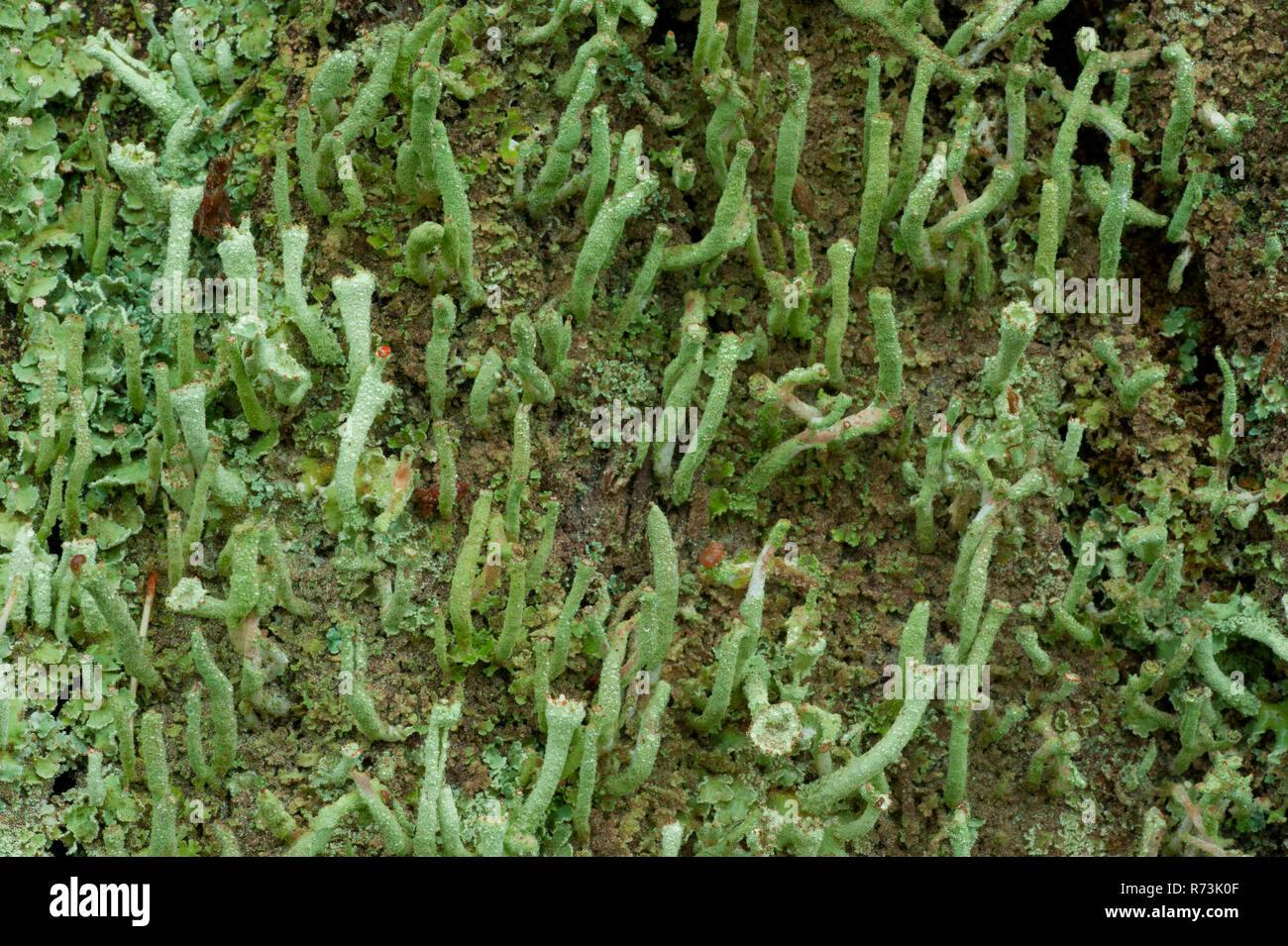 Tazza di licheni, riserva della biosfera Schorheide-Chorin, Brandeburgo, Germania (Cladonia pyxidata) Foto Stock