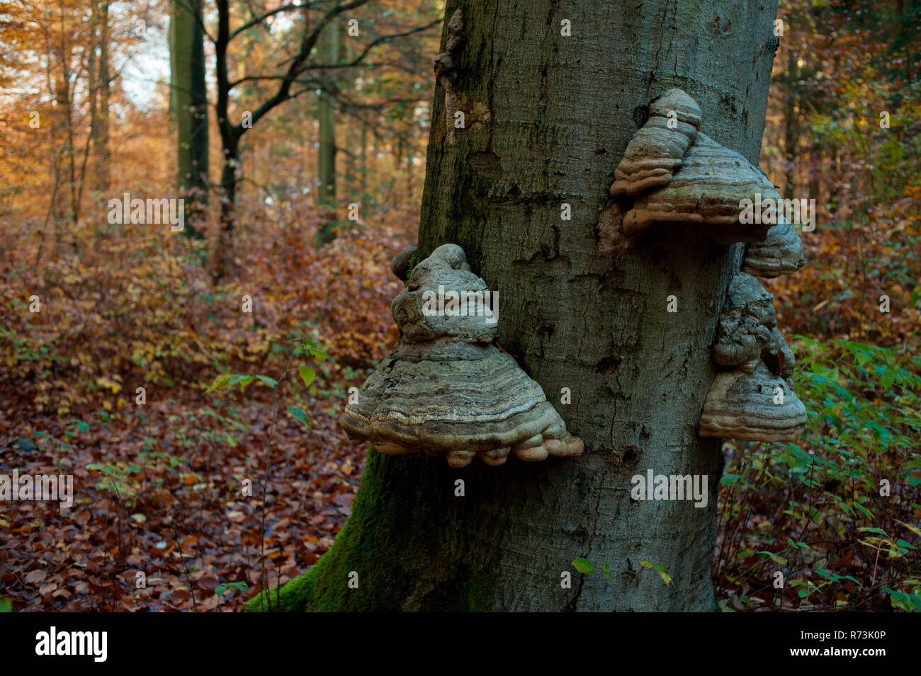 Tinder, funghi di bosco di faggio, parco naturale Barnim, Eberswalde, Brandeburgo, Germania (Fomes fomentarius) Foto Stock