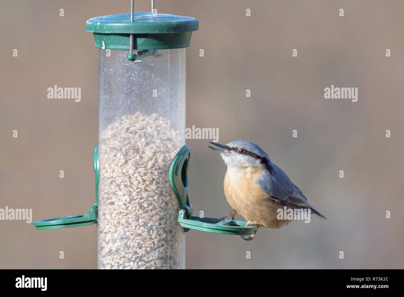Eurasian picchio muratore a birdfeeder, Bassa Sassonia, Germania, (Sitta europaea) Foto Stock