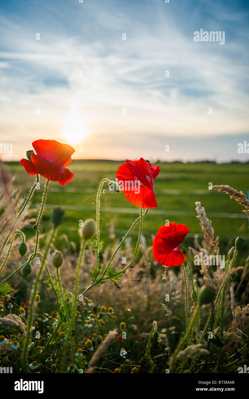 Papaveri Rossi alla fine della primavera lungo la strada. Fiori di campo tra l'erba alta durante il tramonto nel paesaggio Olandese Foto Stock