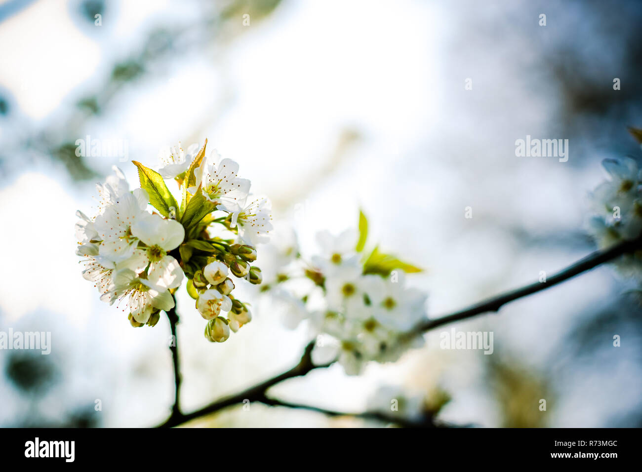 Bianco fresco e fruttato fioriture primaverili in alberi di un frutteto. Albero da frutta con il fiore di ciliegio o di Apple in una scena di sole Foto Stock