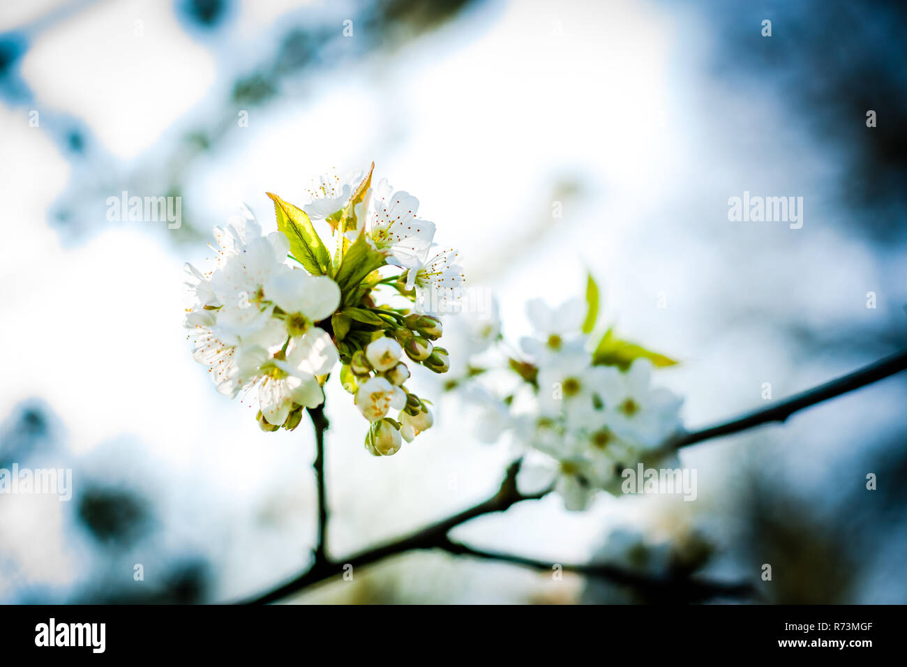 Bianco fresco e fruttato fioriture primaverili in alberi di un frutteto. Albero da frutta con il fiore di ciliegio o di Apple in una scena di sole Foto Stock