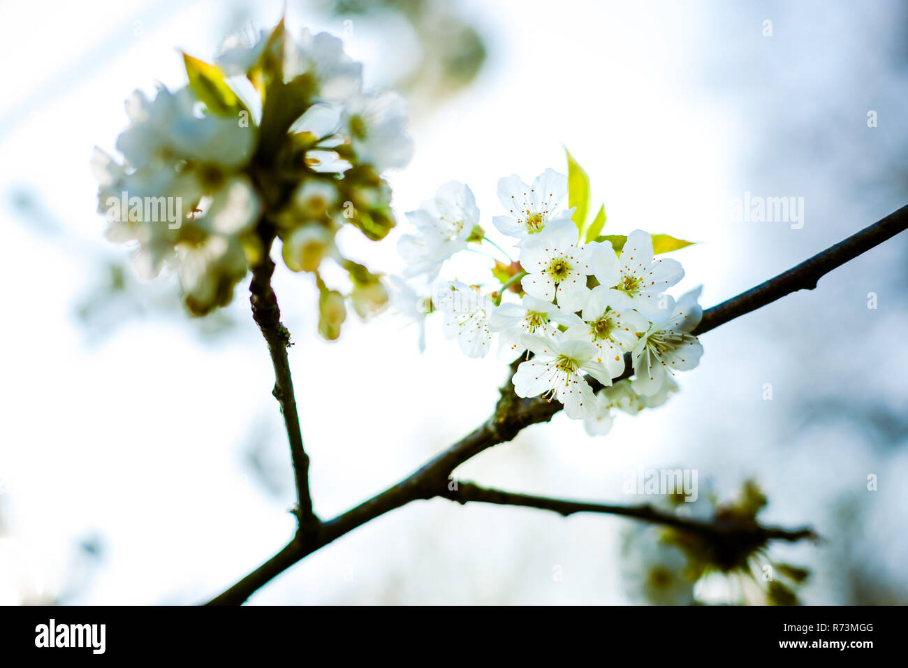 Bianco fresco e fruttato fioriture primaverili in alberi di un frutteto. Albero da frutta con il fiore di ciliegio o di Apple in una scena di sole Foto Stock