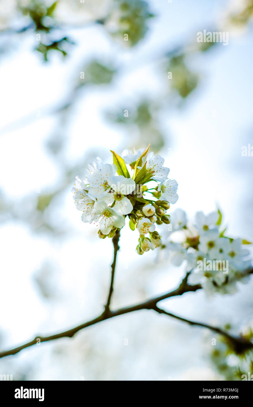 Bianco fresco e fruttato fioriture primaverili in alberi di un frutteto. Albero da frutta con il fiore di ciliegio o di Apple in una scena di sole Foto Stock