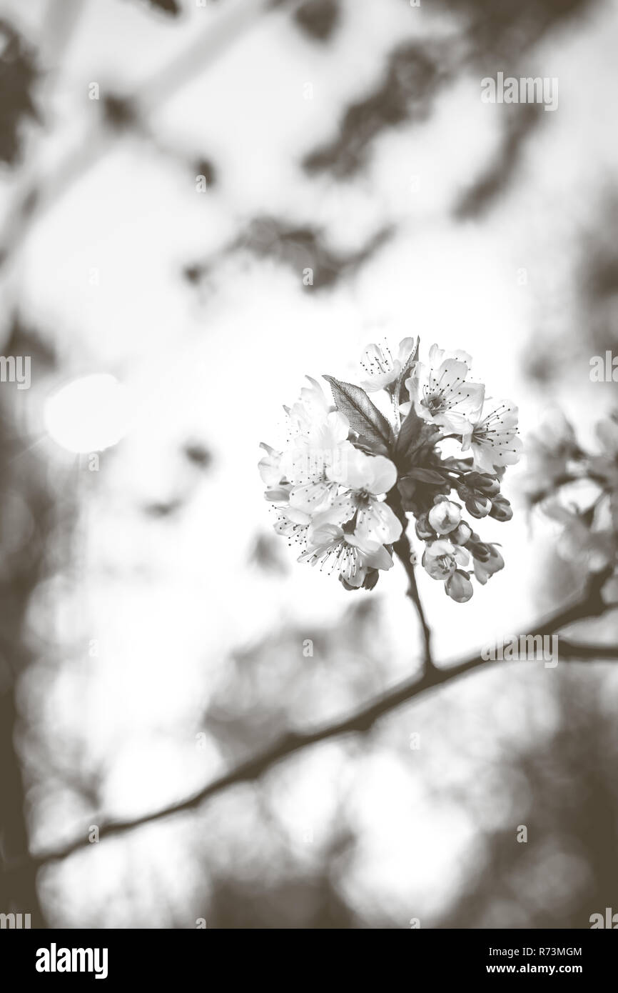 Bianco fresco e fruttato fioriture primaverili in alberi di un frutteto. Albero da frutta con il fiore di ciliegio o di Apple in una scena di sole Foto Stock