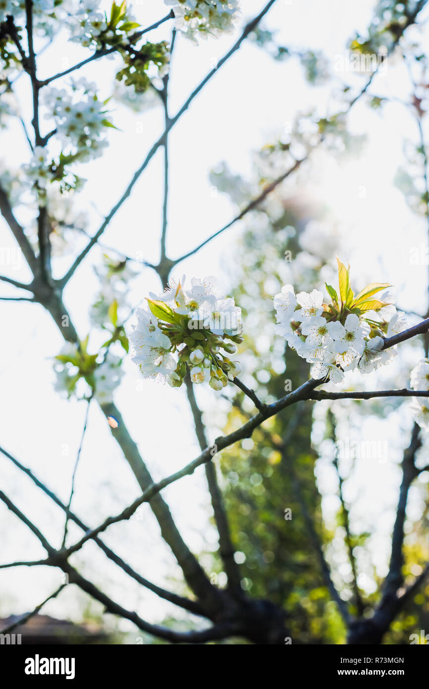 Bianco fresco e fruttato fioriture primaverili in alberi di un frutteto. Albero da frutta con il fiore di ciliegio o di Apple in una scena di sole Foto Stock