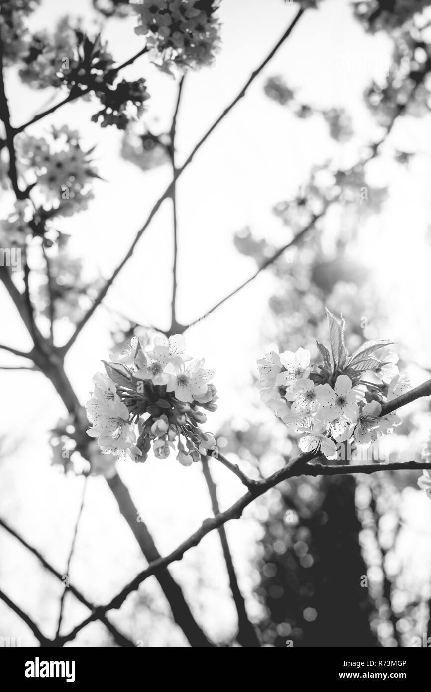 Bianco fresco e fruttato fioriture primaverili in alberi di un frutteto. Albero da frutta con il fiore di ciliegio o di Apple in una scena di sole Foto Stock