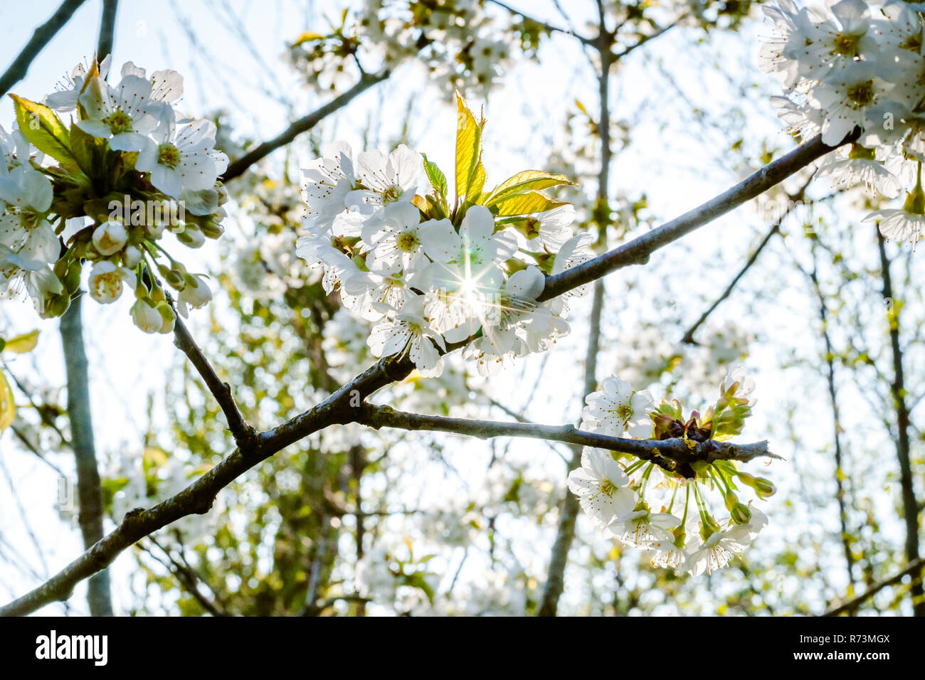 Bianco fresco e fruttato fioriture primaverili in alberi di un frutteto. Albero da frutta con il fiore di ciliegio o di Apple in una scena di sole Foto Stock