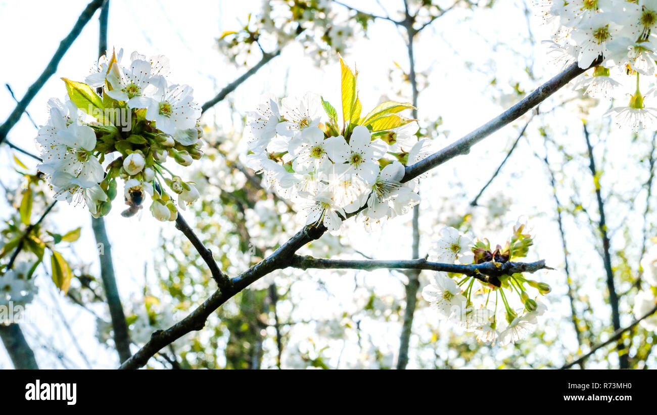Bianco fresco e fruttato fioriture primaverili in alberi di un frutteto. Albero da frutta con il fiore di ciliegio o di Apple in una scena di sole Foto Stock