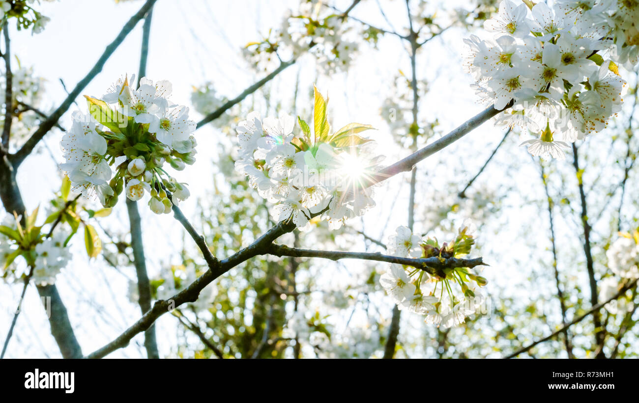 Bianco fresco e fruttato fioriture primaverili in alberi di un frutteto. Albero da frutta con il fiore di ciliegio o di Apple in una scena di sole Foto Stock