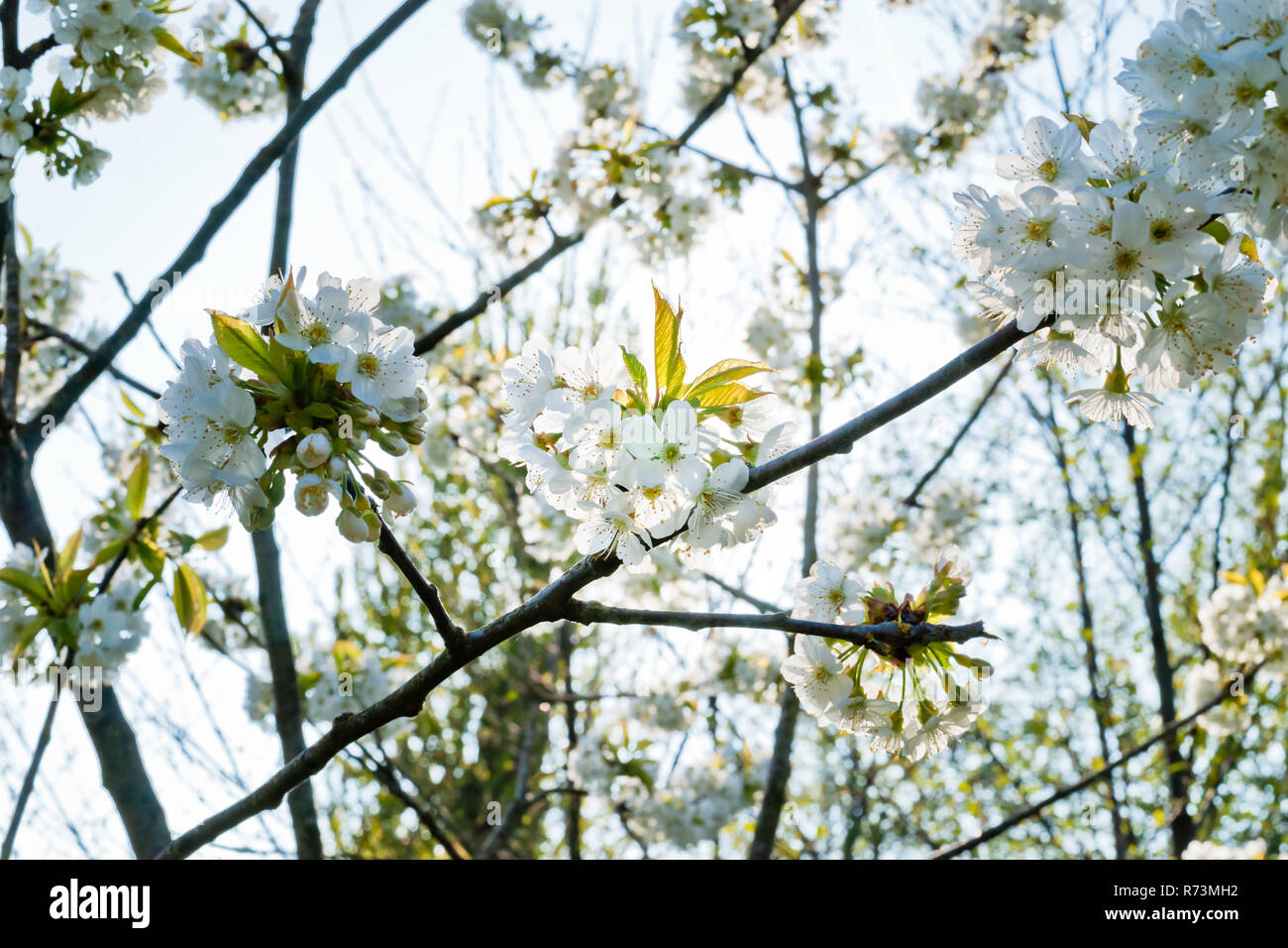 Bianco fresco e fruttato fioriture primaverili in alberi di un frutteto. Albero da frutta con il fiore di ciliegio o di Apple in una scena di sole Foto Stock