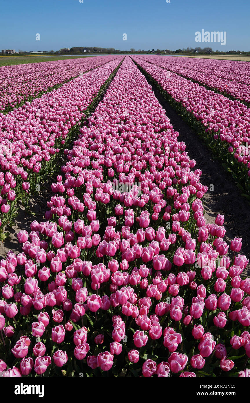 Campi di Tulipani con rosa tulipani in Olanda Foto Stock