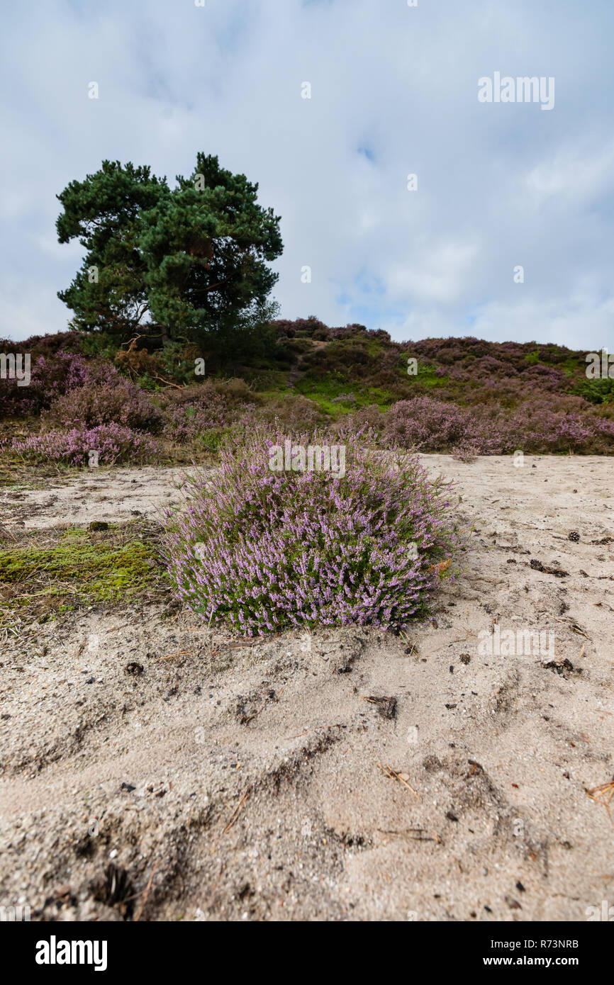 Fioritura viola brughiere e boccole sulla Renderklippen vicino Epe, Heerde olandese sul Veluwe. La fine dell'estate e l'ingresso dell'autunno. Foto Stock