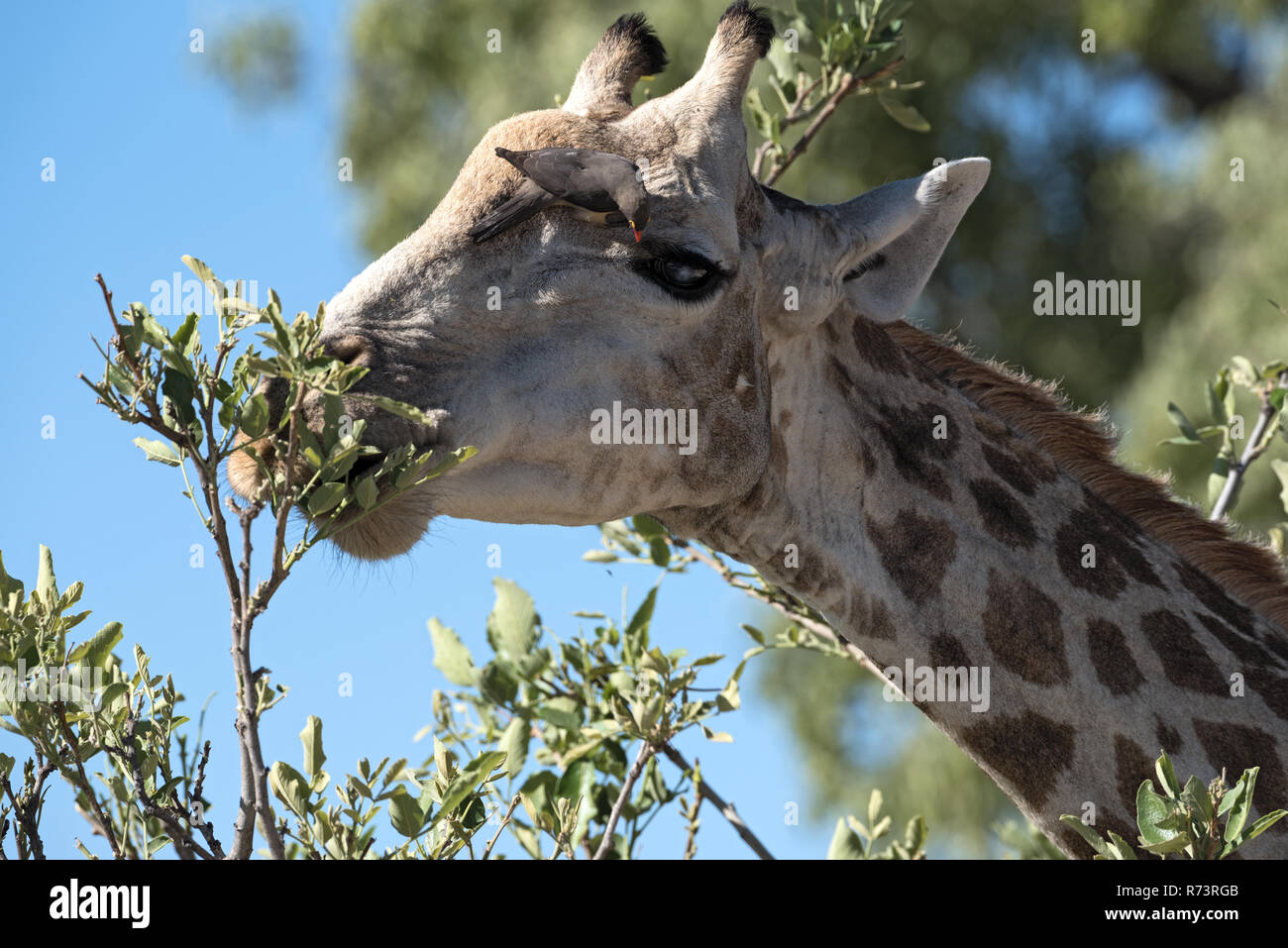 Rosso-fatturati oxpecker sulla testa di una giraffa nella Moremi Game Reserve, Botswana Foto Stock