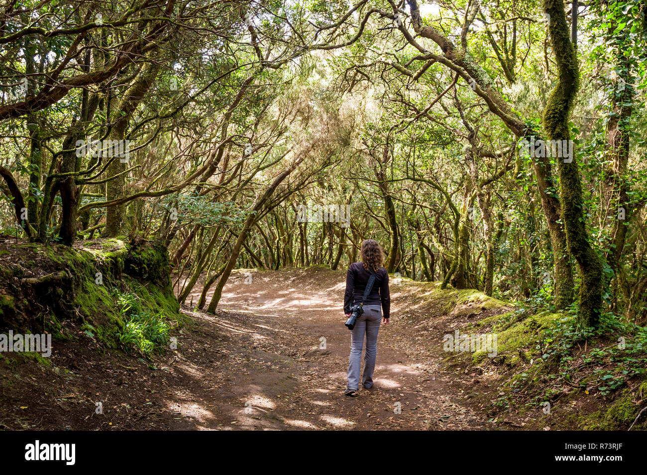 Passeggiate turistiche a Anaga foresta vergine parco riserva, isola di Tenerife Foto Stock