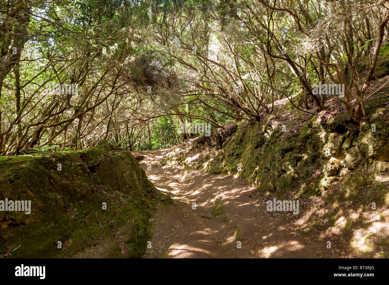 La foresta vergine di percorso Anaga, isola di Tenerife Foto Stock