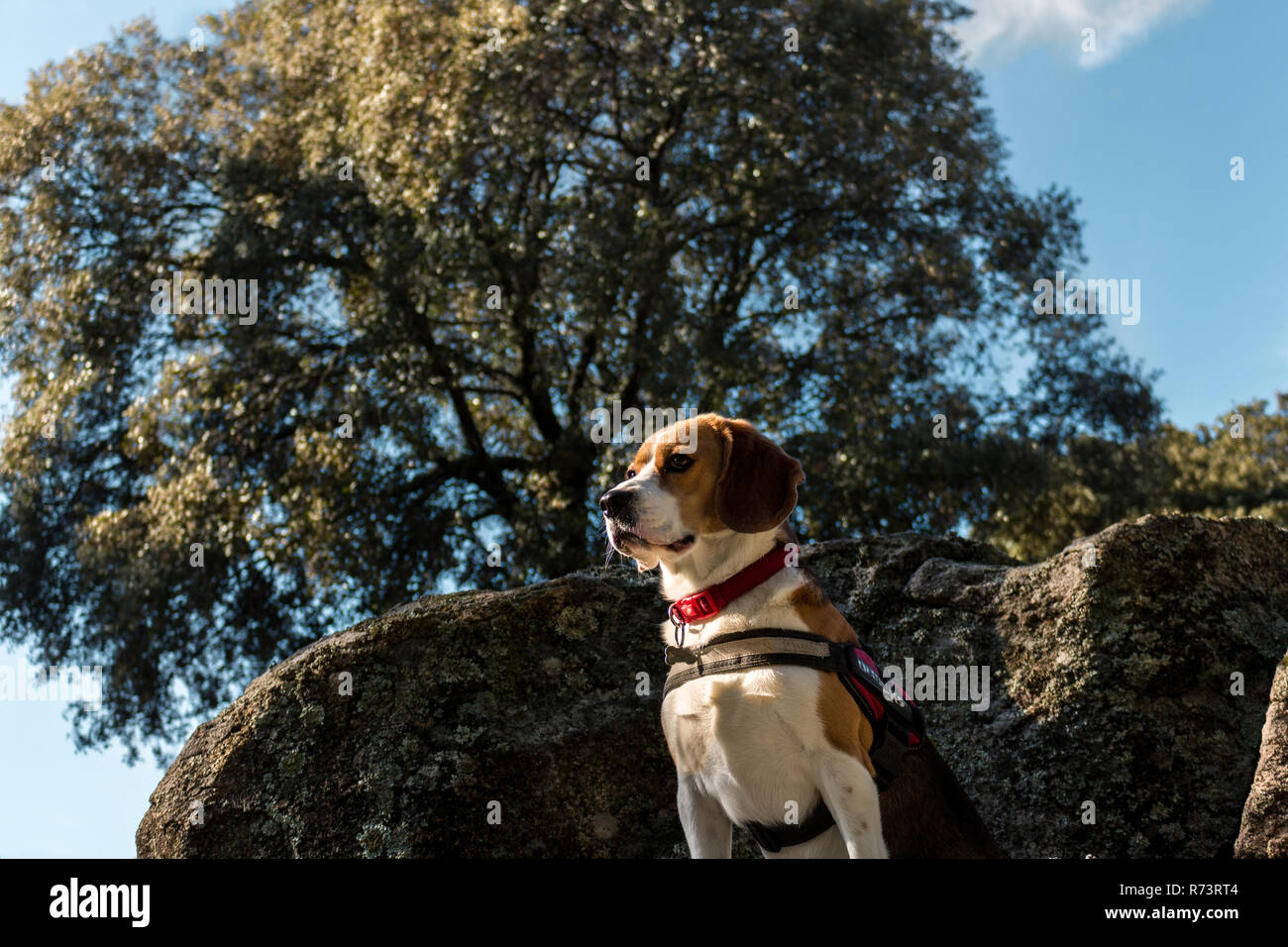 Piuttosto cane Beagle guardando su una grande roccia Foto Stock