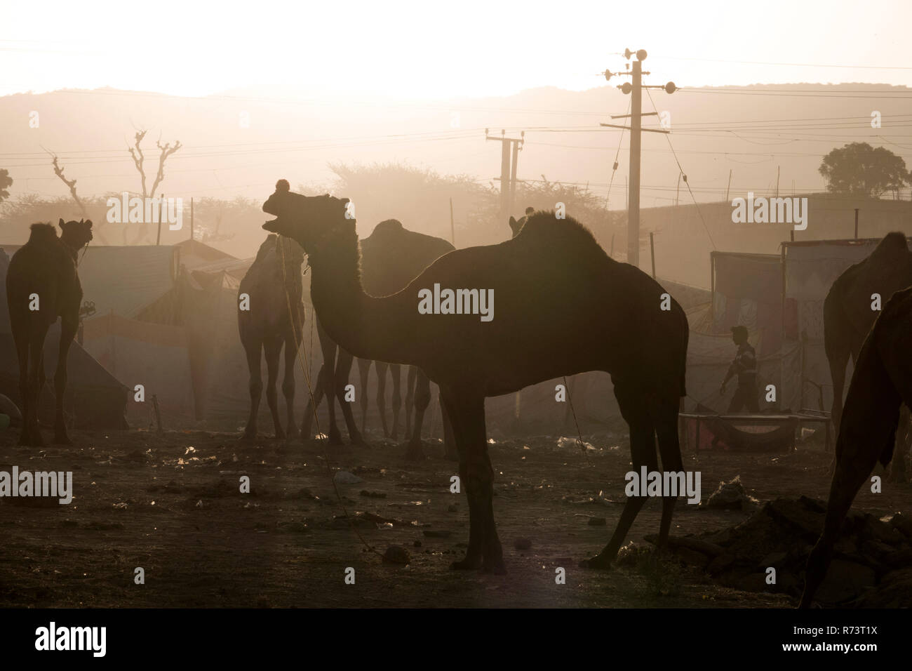 Sunrise vista di cammelli e i pastori a Pushkar fair, Rajasthan, India Foto Stock