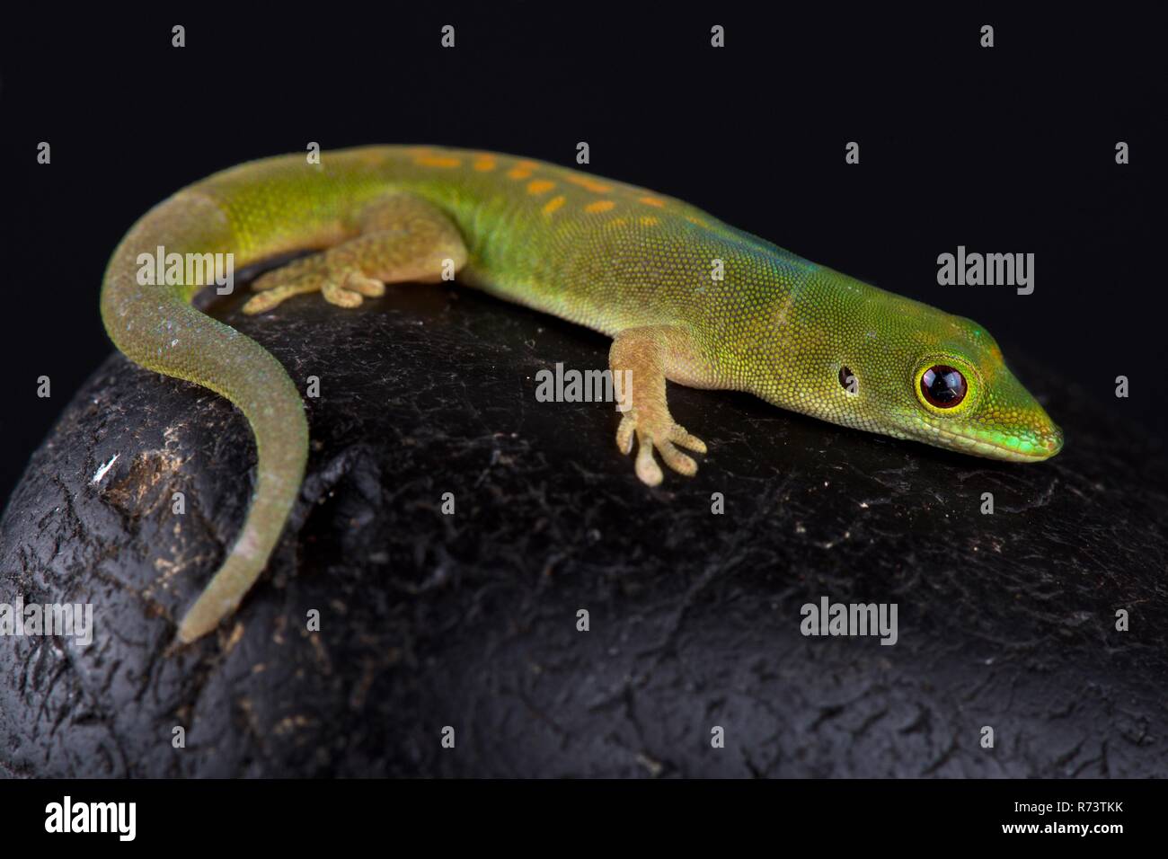 Pasteur's day gecko (Phelsuma pasteuri) Foto Stock