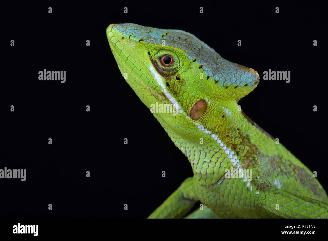 Casquehead orientale iguana (Laemanctus longipes) Foto Stock