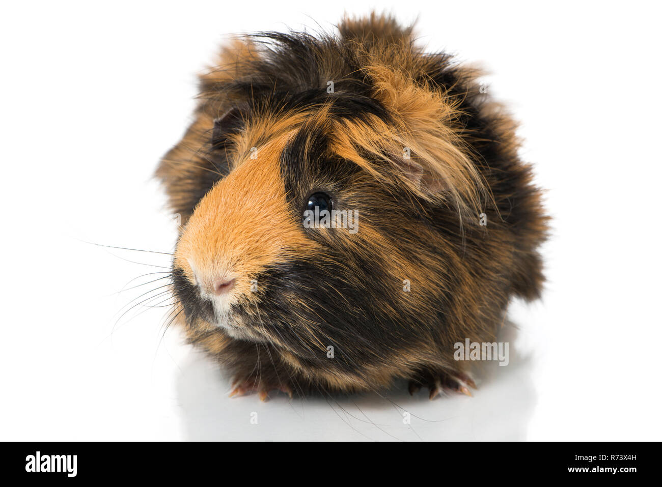 Meerschweinchen isoliert auf weiß Foto Stock