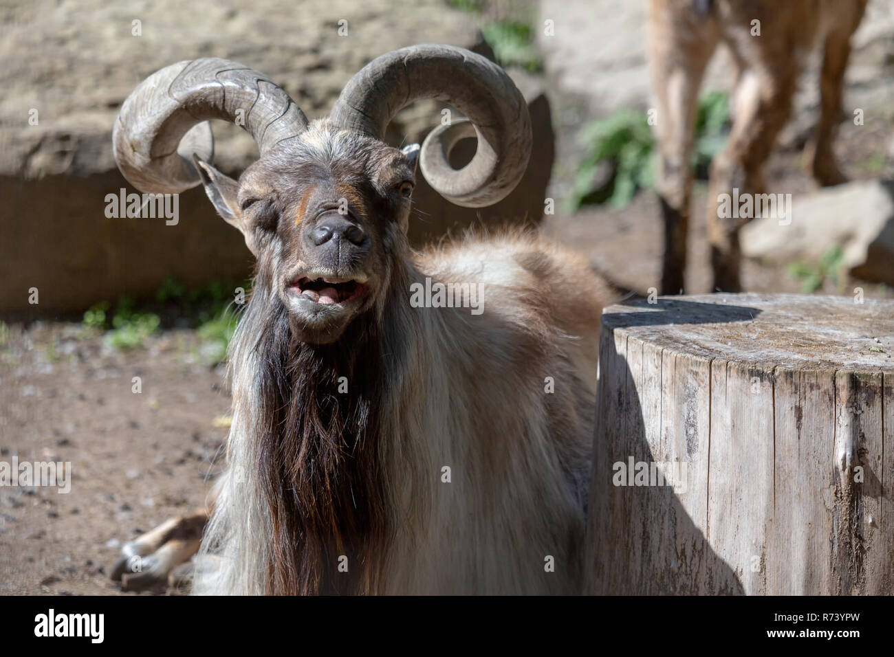 Divertenti capra Markhor a prendere il sole di guardare direttamente la fotocamera con un occhio a metà chiusa Foto Stock