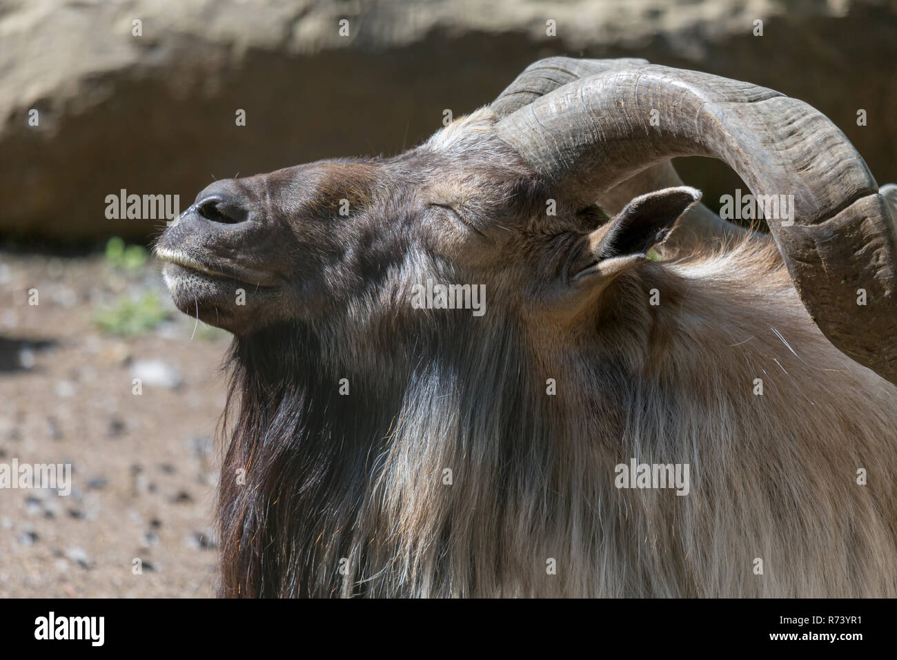 Capra Markhor a prendere il sole sdraiati su sterrato con vista del rock e il tronco di albero Foto Stock