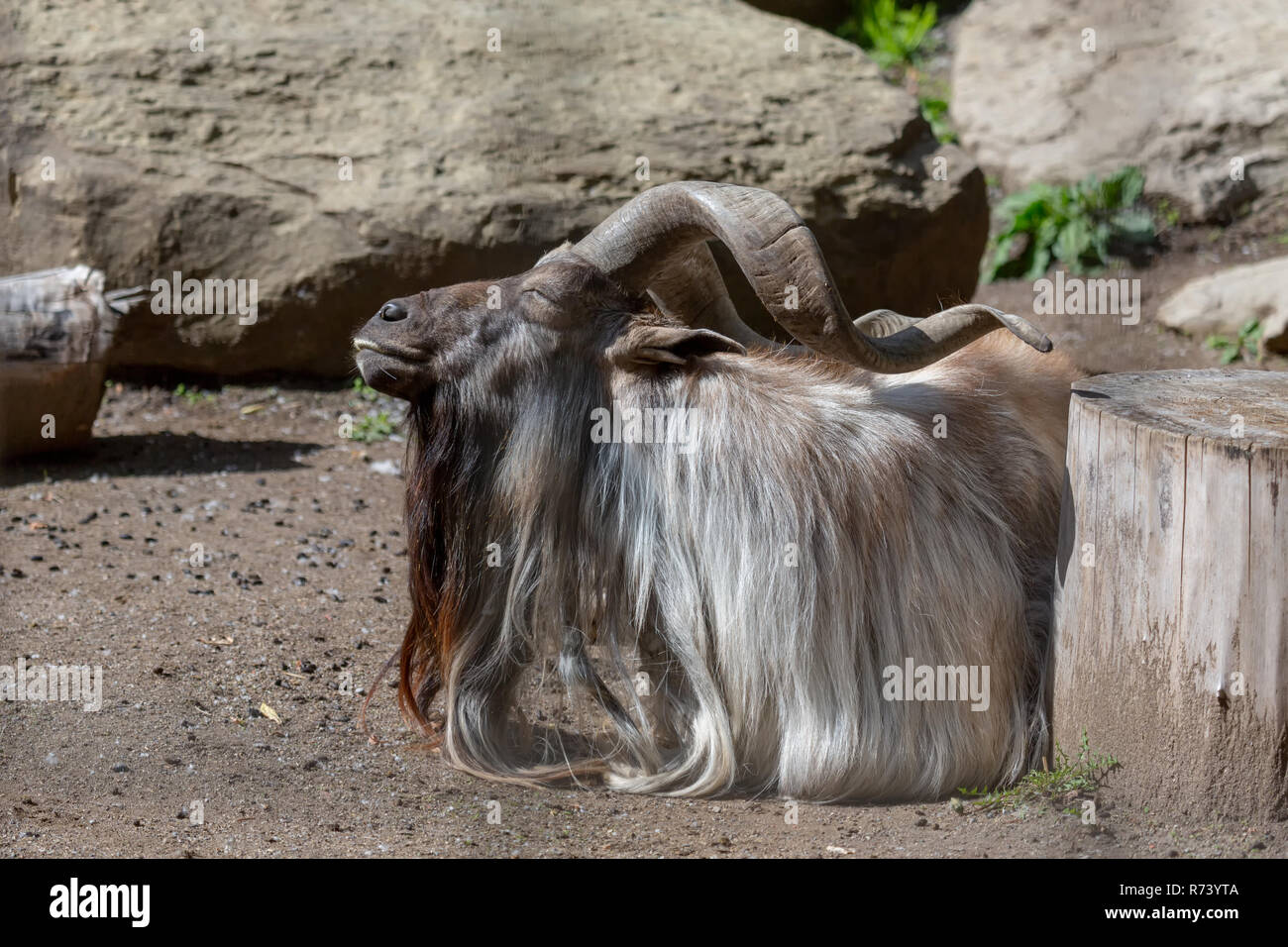 Capra Markhor a prendere il sole sdraiati su sterrato con vista del rock e il tronco di albero Foto Stock