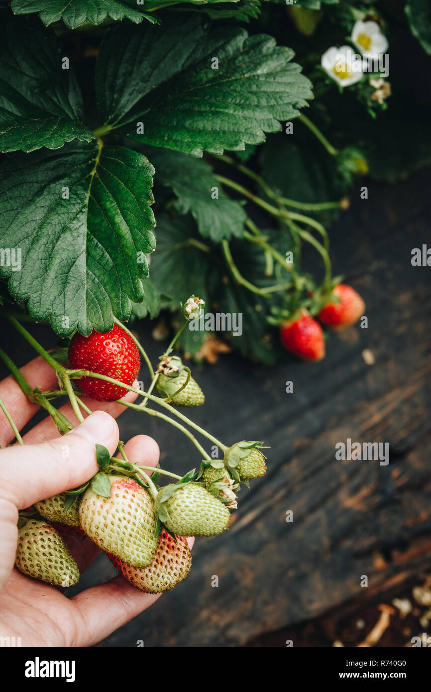 Le fragole sono i più deliziosi frutti di bosco a molla è possibile trovare e raccolto da soli. Una torta con questi fantastici rosso si tratta incoraggiarti. Foto Stock