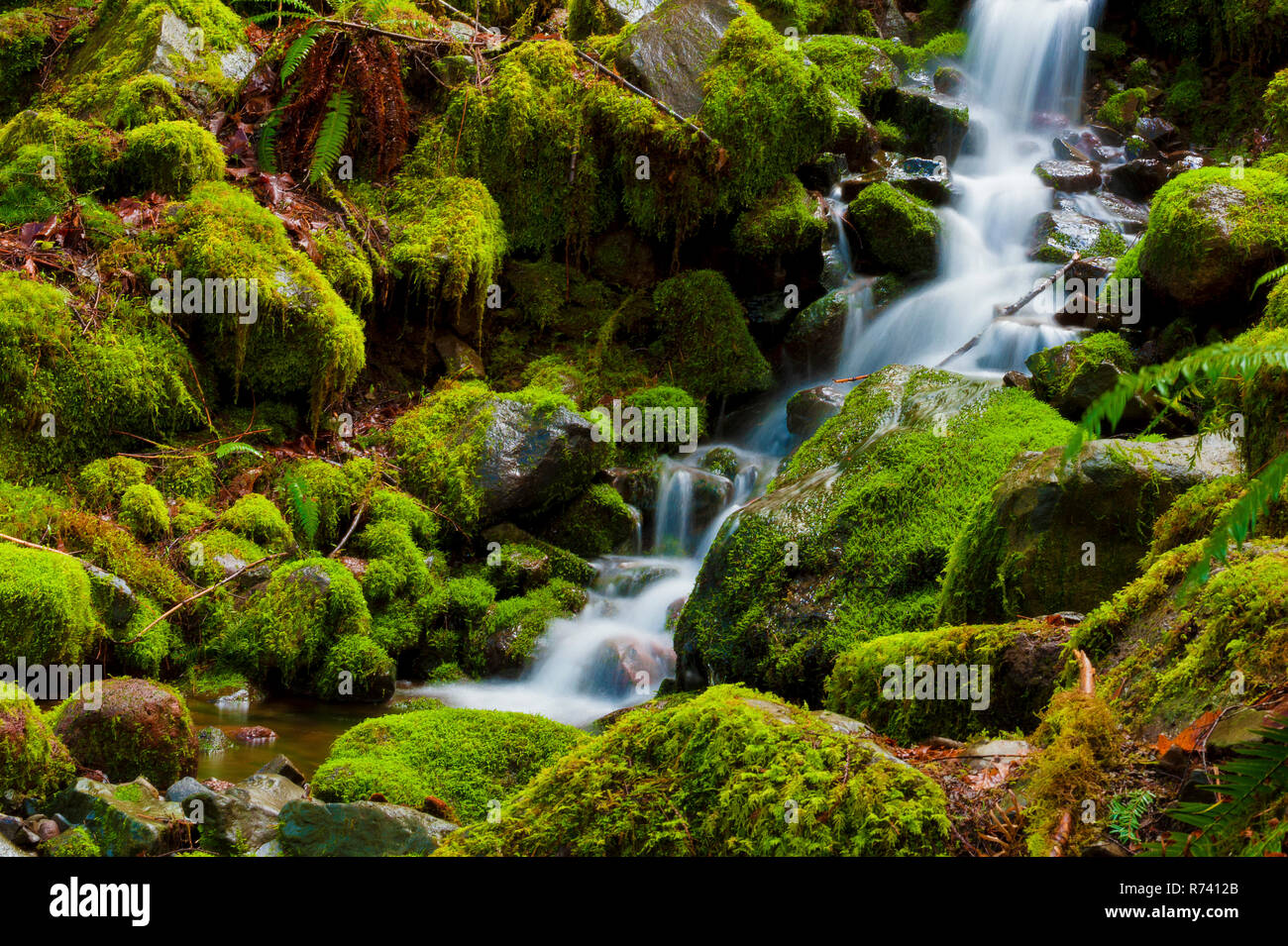 Un piccola molla cascate giù su moss rocce coperte Foto Stock