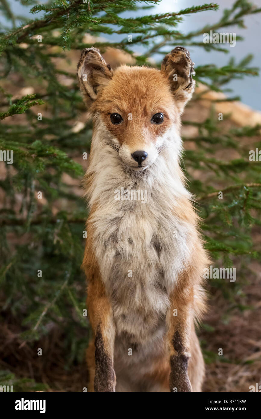 Ritratto di una volpe farcite con un piccolo abete in background Foto Stock