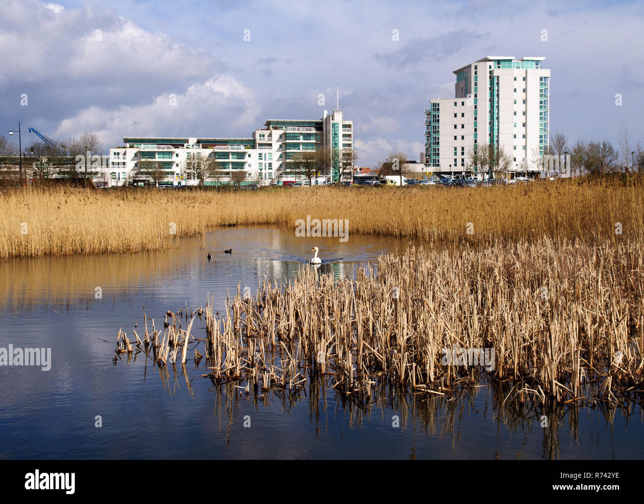 Cardiff Wales, Regno Unito - 17 Marzo 2013: Moderno appartamento edifici si ergono dietro una piccola reed-riempito il lago nella Baia di Cardiff Zone Umide Riserva, parte di ma Foto Stock