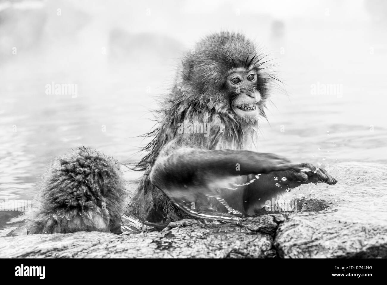 Infuria la neve giapponese monkey seduto in una primavera calda. Prefettura di Nagano, Giappone. Foto Stock