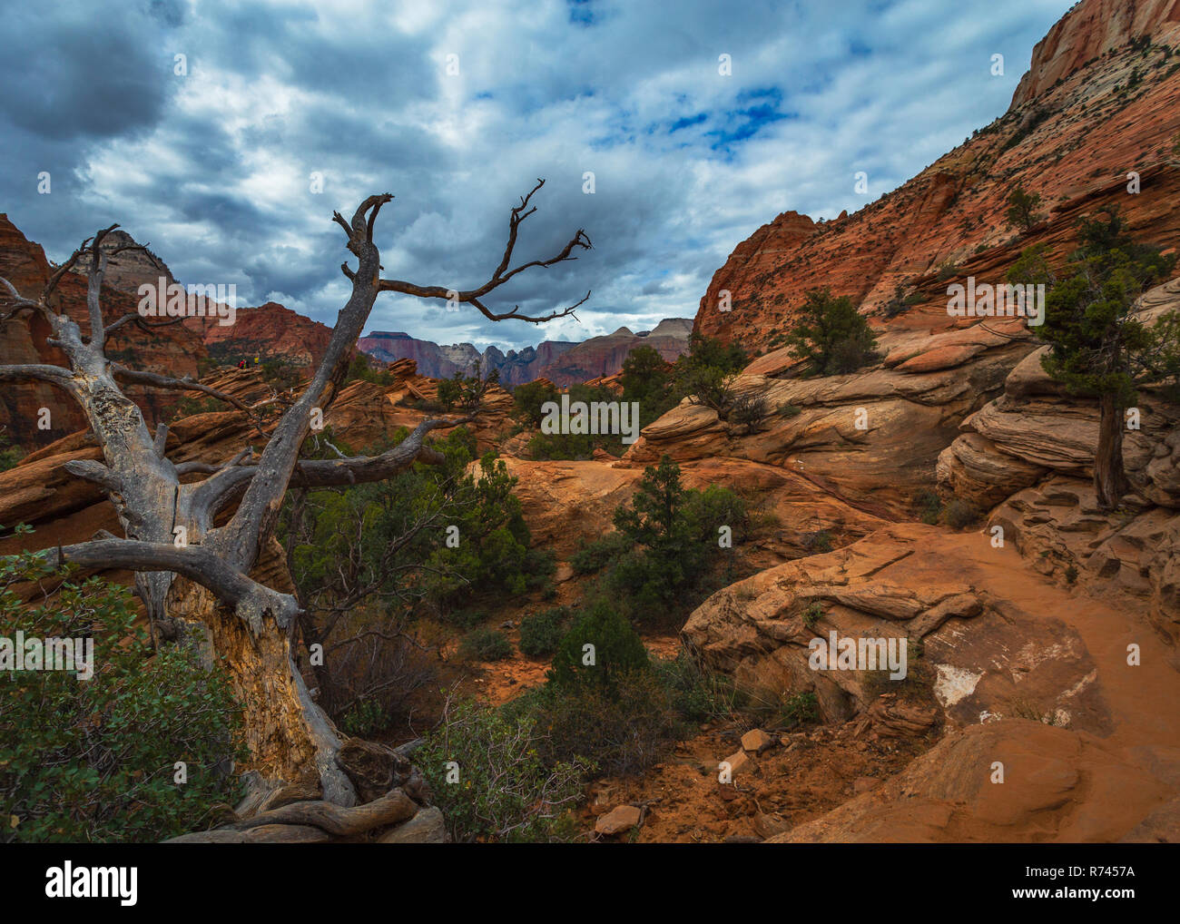 Zion National Park nello Utah Stati Uniti d'America Foto Stock