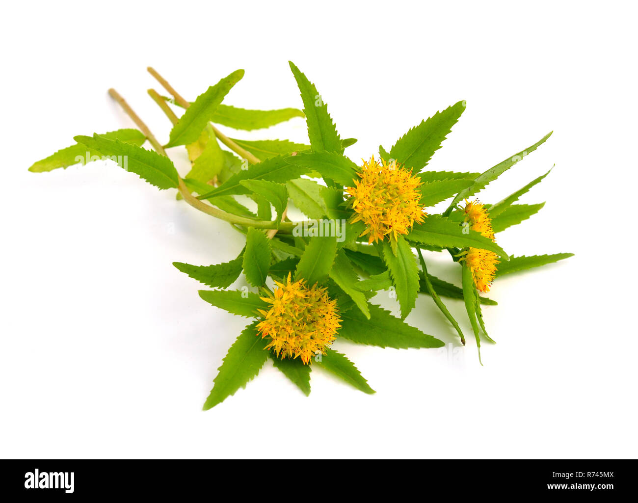Rhodiola rosea (comunemente radice dorata, radice di rose, roseroot, western roseroot, la verga di Aronne, Arctic root, re la corona, lignum rodio, orpin rose). Isol. Foto Stock