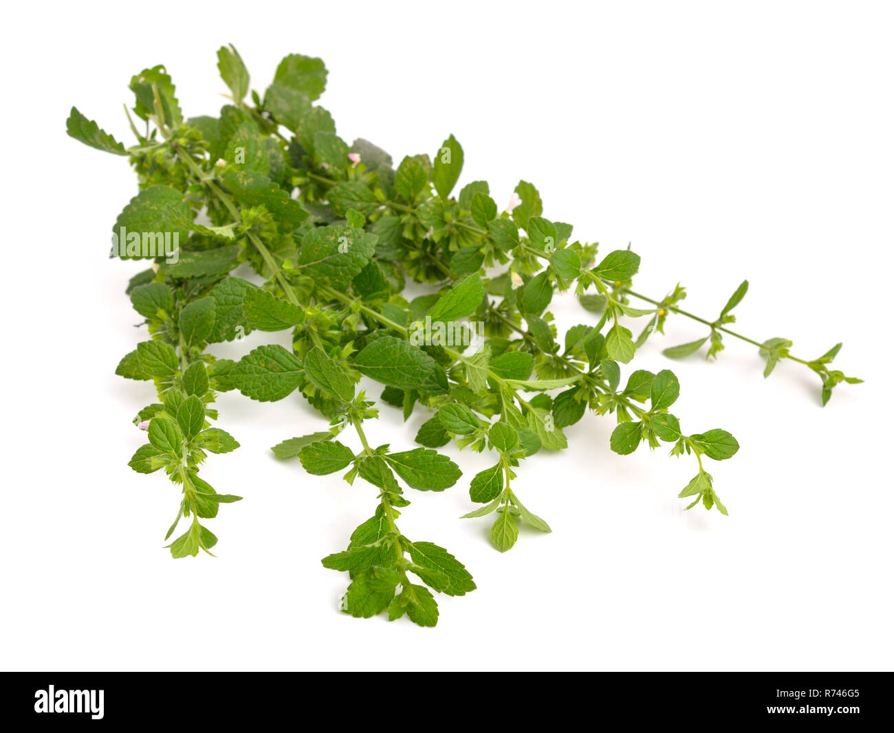 Melissa officinalis, noto come melissa, balsamo, comune balsamo, o balsamo menta Foto Stock