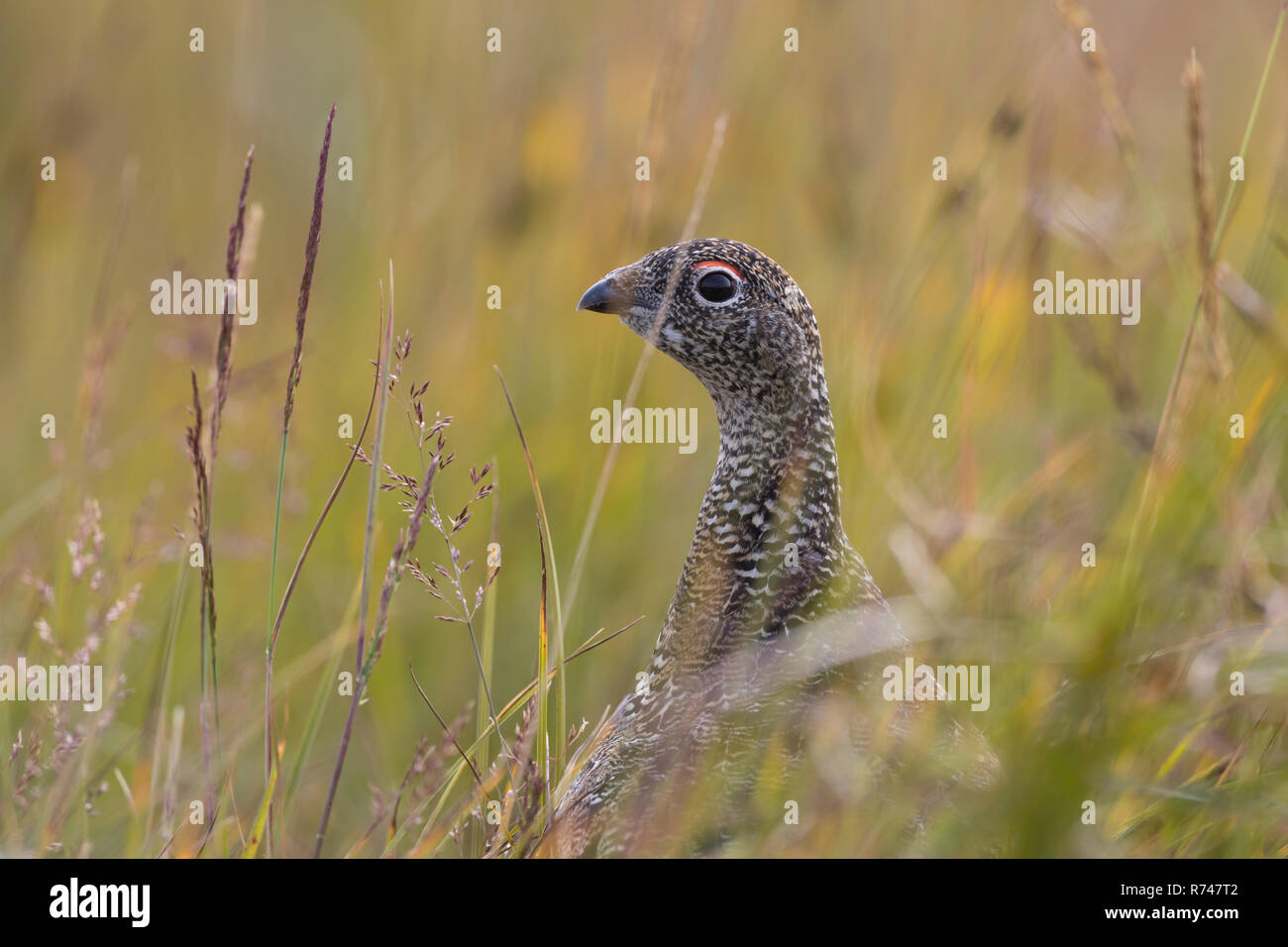 Alpen-Schneehuhn, Alpenschneehuhn, Schneehuhn, Lagopus muta, Lagopus mutus, pernice bianca, pernice bianca, Le Lagopède alpin Foto Stock