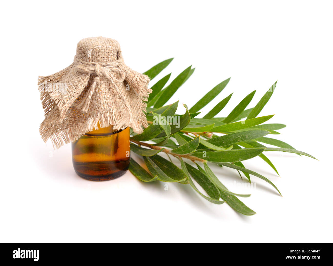 Melaleuca olio essenziale nel flacone farmaceutica con ramoscelli. Isolato su sfondo bianco. Foto Stock