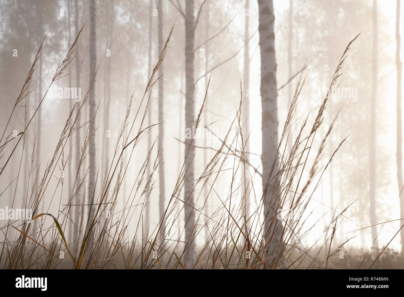 Bosco erbe e tronchi di alberi nella nebbia, Lohja, Finlandia meridionale, Finlandia Foto Stock