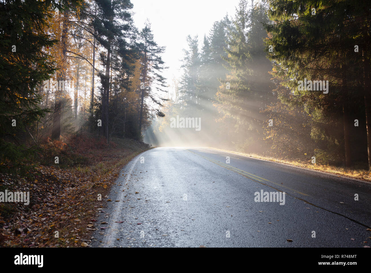 Paesaggio rurale con la strada forestale in raggi di misty sole autunnale, Lohja, Finlandia meridionale, Finlandia Foto Stock